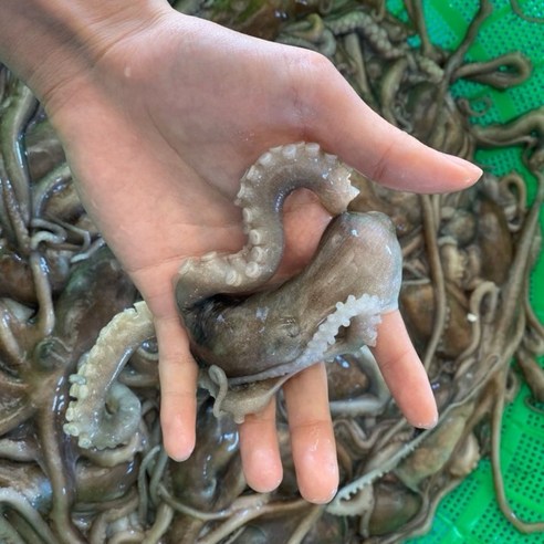산낙지 총알 산소포장 살아서가는 산낙지 쫄깃 통통 보양식 고흥 뻘낙지, 5개, 중 (100g~120g 내외)