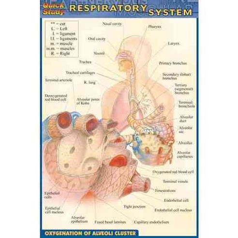 Quick Study Respiratory System, Quickstudy