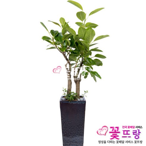 [웨딩나우ㅣ강추] 뱅갈고무나무: 공기 정화와 번영의 상징인 개업 선물 [WeddingNOWㅣ인기상품]