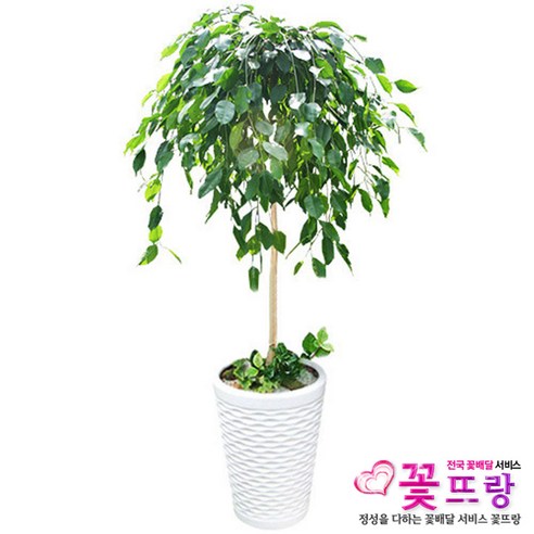 꽃뜨랑 전국배송 대형화분 행운목 해피트리 스투키 금전수 전국당일꾳배달, C08 녹보수, 1개
