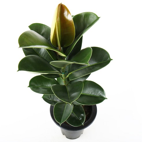 갑조네 멜라닌 고무나무: 공간에 생기를 불어넣는 예술, 당신의 일상에 스미다 고무나무