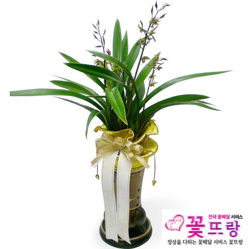 [웨딩나우ㅣ강추] 금화산 동양란, 축하와 감사의 마음을 전하는 고귀한 선물 [WeddingNOWㅣ인기상품]