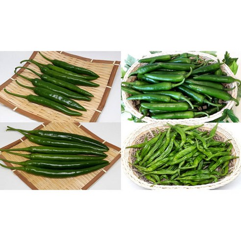 산들팜 풋고추, 1개, 롱그린고추1kg