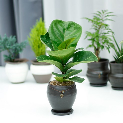 아침향기 공기정화식물 옹기화분, ;, 1개, 떡갈고무나무.