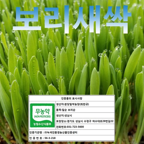 분당밀싹농장 새싹보리 보리새싹, 1개, 600g