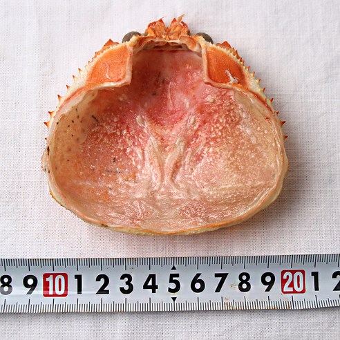 대게의 심해에서 온 풍미를 담은 다용도 주방 필수품