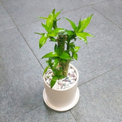 꽃피우는청년 새집증후군 미세먼지 제거 실내공기정화식물 원형 화이트 화분 (무광), 연화죽, 1개