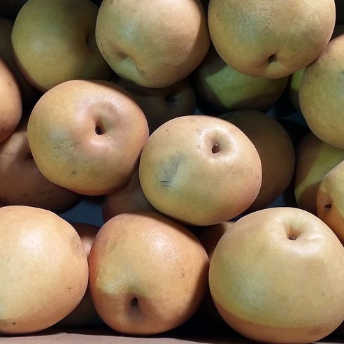 자연진리 나주 신고배 가정용 흠집배 배즙용 기스배 15kg 랜덤과, 가공배 15kg, 1개