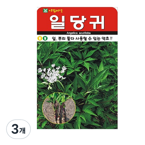 일당귀 씨앗 300립, 3개