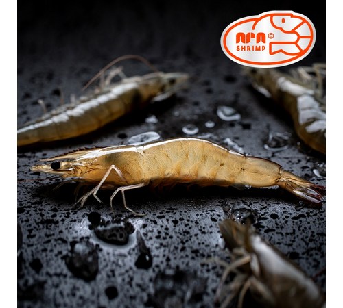 팔딱새우 보관 방법