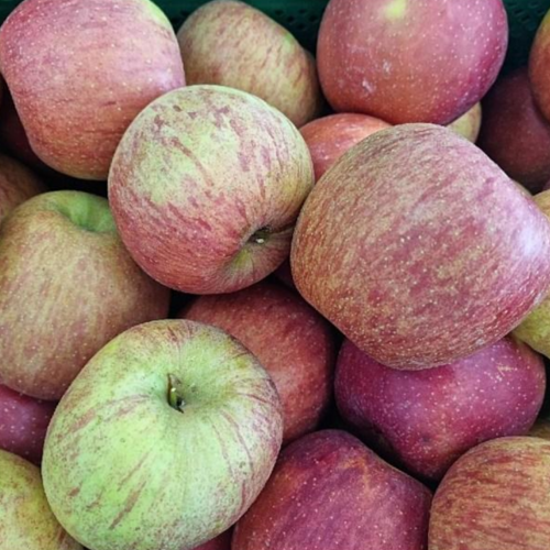 사과 (햇부사) 못난이 멍 흠 (중 소과) 5kg박스, 1개, 10