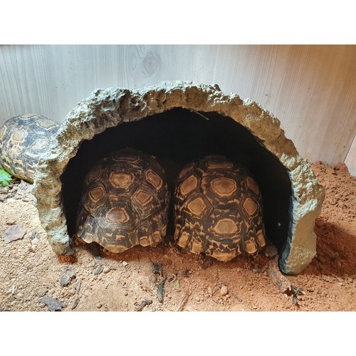 육지거북은신처