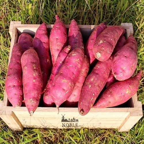 맛있는 베니하루카 꿀밤고구마 꿀고구마, 1박스, 2kg (고구마 특)