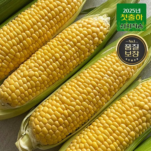 [산지직송] 첫출하 프리미엄 특품 16brix이상 초당옥수수, 1세트, [특품] 초당 옥수수 5개입