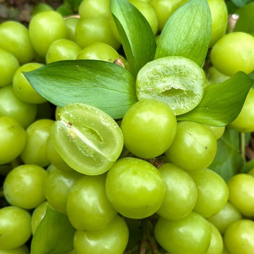 달디단 프리미엄 탱탱굵은알 샤인머스켓, 1개, 1kg 1~2수