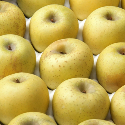 새콤달콤 꿀당도 시나노골드 황금사과 가정용(소과), 1박스, 시나노골드 3kg