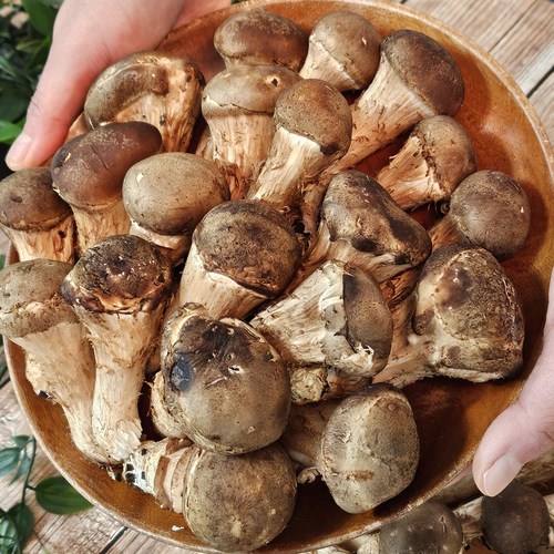 당일수확 국내산 배지 무농약 재배 참송이 버섯, 1박스, 상품 1kg