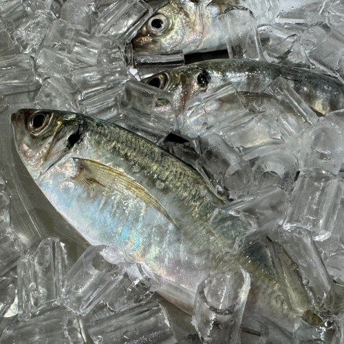 국내산 통영 손질 전갱이 1kg 아지 메가리, 1개, 전갱이 1kg(2-3미)급냉