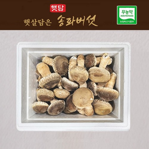 [3+1] 햇담송화버섯 고급형 500g 1kg 농협에 납품하는 무농약 이천 햇살가득담은 송고버섯, 1박스
