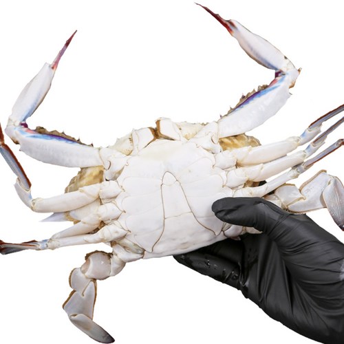 당일조업 태안 신진도 빙장 활 숫꽃게, 1개, 3kg (9~14미)