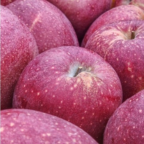 경북 문경 감홍사과 중과 꿀사과 1.5kg 내외 6~7과, 1개