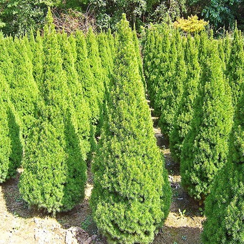 충주원예조경 / 코니카가문비 / 40cm, 1개