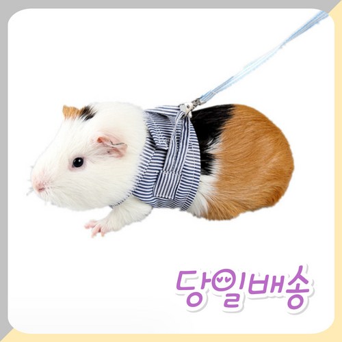 햄스터산책