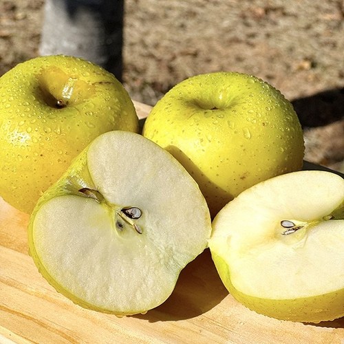 시나노 스위트 사과 골드 노란 못난이 사과 소과, 1박스, 2kg 소과(10~13과)
