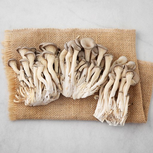 국내산 친환경 느타리버섯