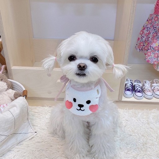 강아지 고양이 겸용 귀여운 곰돌이 끈조절가능 케이프