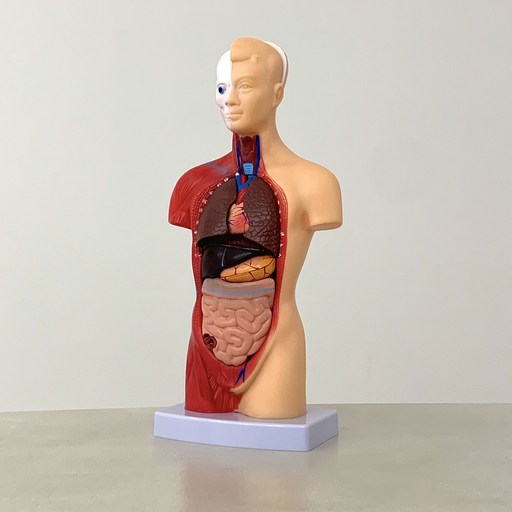 비큐리어스 인체 장기 해부학 모형 28cm