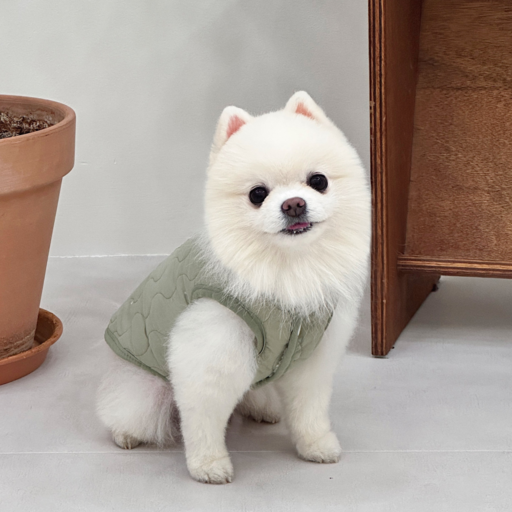 집사인생 강아지 누빔 패딩 조끼 D링 하네스 패딩