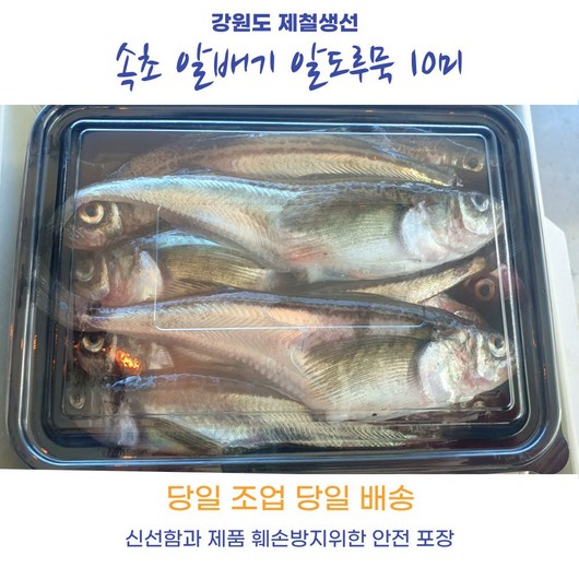 산지직송 속초 알배기 햇 알도루묵 생물 조업 배송 제철생선, 3개, 10미