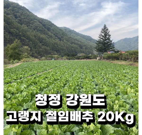 김씨농가: 믿을 수 있는 친환경 농산물 직거래, 건강한 밥상을 위한 선택!