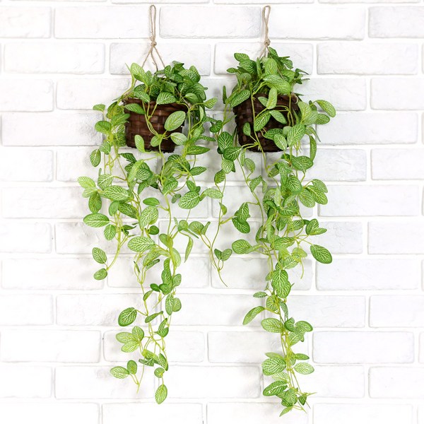  조아트 행잉 바구니넝쿨, 휘토니아, 2개 