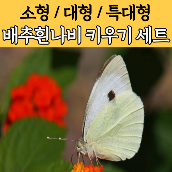 배추흰나비 키우기 세트 알 애벌레 번데기 나비 곤충 기르기 키트, 1-1. 배추흰나비 수정란(알)