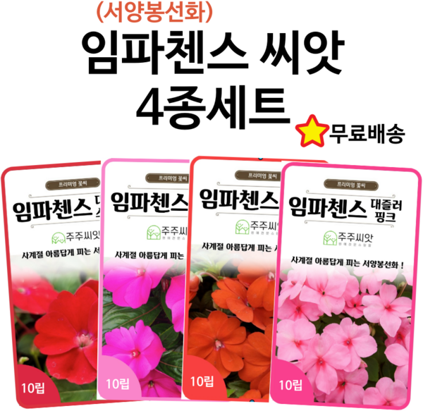 임파첸스씨앗 아프리카봉선화 꽃씨 4종세트 사계절 꽃씨앗 꽃씨몰 종자 대즐러 로즈 오렌지 스칼렛 핑크, 1개