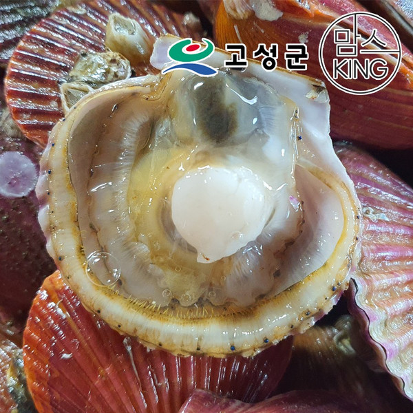[공룡나라]동성수산 경남 고성 홍가리비 5kg, 1박스