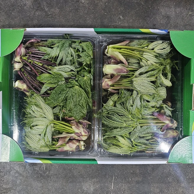 클릭마켓 자연산 엄나무순 음나무순 개두릅, 1kg, 1개