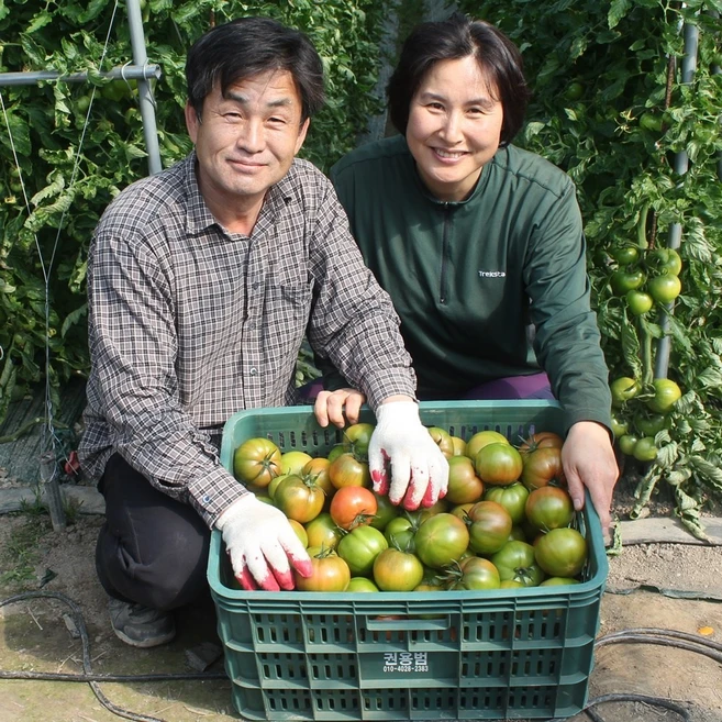 맛딜 부산대저 권영욱 생산자님 대저토마토 2.5kg, 2.5kg(L), 1개
