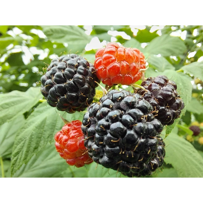 [2024]햇 유기농복분자1kg 탄소순환농법 스마트팜하우스 미세먼지안전 오늘출발, 1개