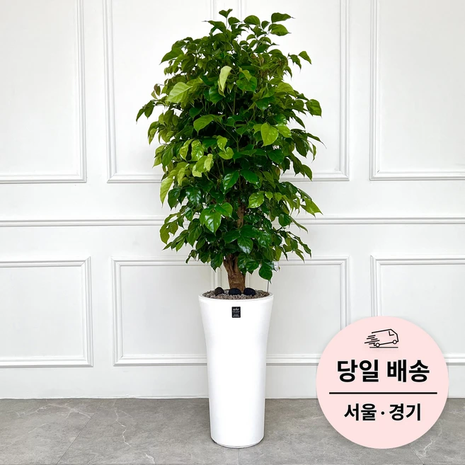 에코플랜트 실내 공기정화 식물 개업식 사무실 이전 승진 까페 개원 집들이 선물 개업 축하 화분 배달 [서울 경기 당일배송]<토요일 오후 일요일 주문건 월요일배송>, 08. 녹보수, 1개”>
	                        <h3><span class=