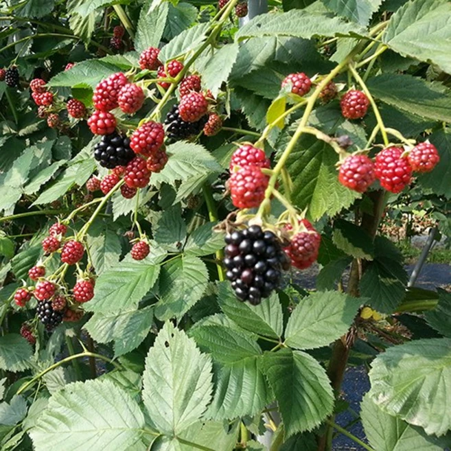 백운팜 햇 블랙베리 슈퍼복분자(급냉) 에어세척3차선별, 1박스, 5kg