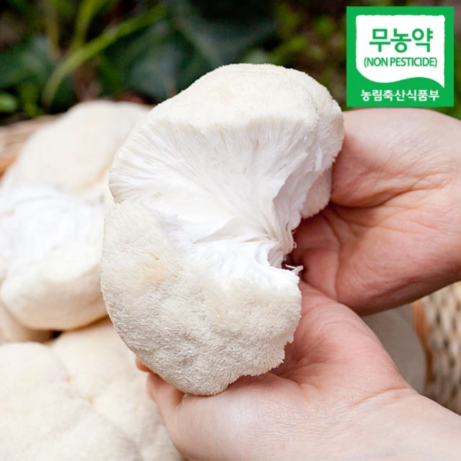 셋째딸농부 노루궁뎅이버섯 무농약 생버섯 건조, 1박스, 900g생버섯