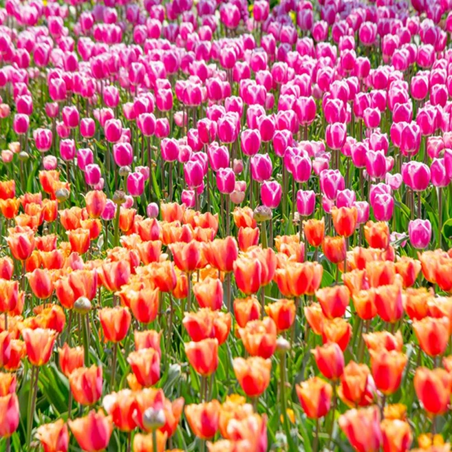 [충남] 태안 세계 튤립축제 당일 기차여행