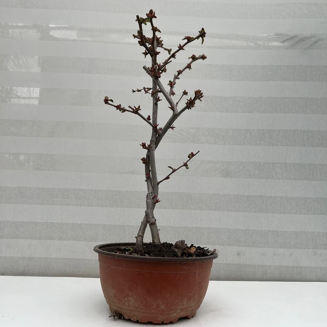 [다은꽃농원]붉은색 꽃 명자나무(대) 명차나무 산당화 키우기쉬운 실내공기정화식물 인테리어, 1개