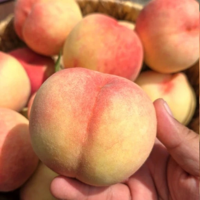 [최상급선별] 납작 대극천 딱딱이 복숭아, 1박스, 1kg