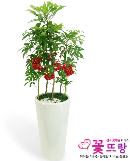 만냥금 개업선물/공기정화식물/전국꽃배달서비스, 1개