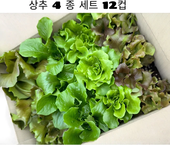 빠르게 수확가능한 상추 모종 4종 세트 12구 조촌육묘장, 1개