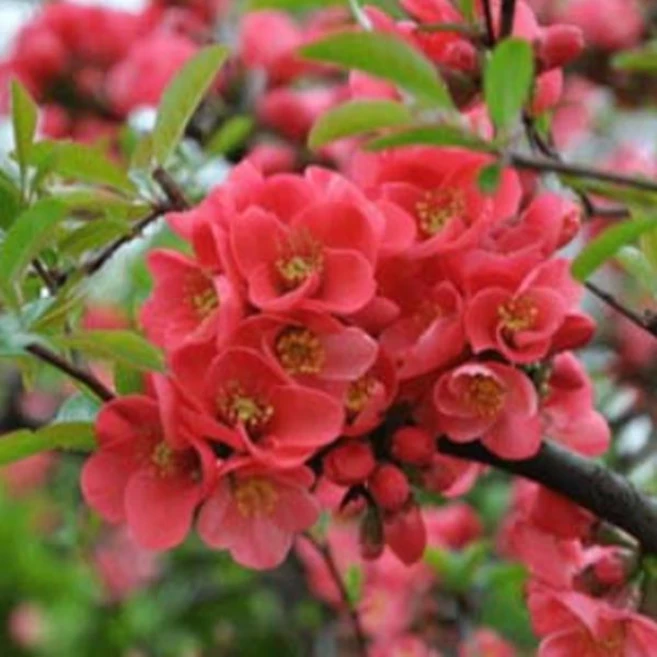 묘목/명자나무(산당화) 삽목1년포트묘/10주묶음 TJ715, 1개